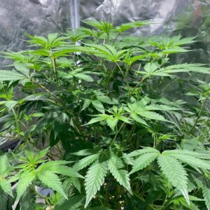 WATERMELON ZKITTLEZ by Tenzo 2 Fresh Watermelon zkittlez cannabis plant