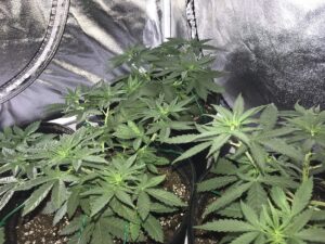 Strawberry Fire OG Strain Plant
