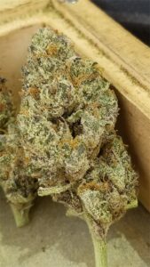 Watermelon Strain3