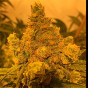Watermelon Strain4