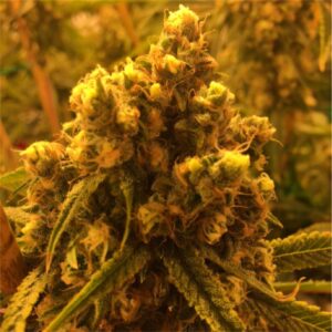 WATERMELON ZKITTLEZ by Tenzo 16 Watermelon Strain6