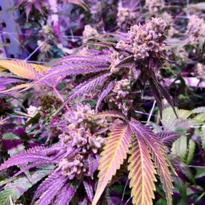 WATERMELON ZKITTLEZ by Tenzo 4 What does Watermelon Zkittlez Look Like?