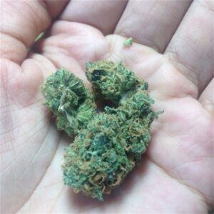 WATERMELON ZKITTLEZ by Tenzo 6 Zkittlez Strain