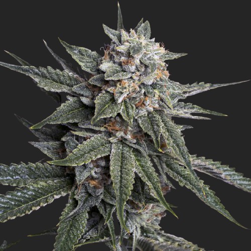 Holy Grail Kush  Marijuana Seeds