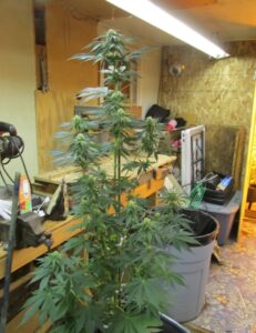 jack the ripper cannabis plant