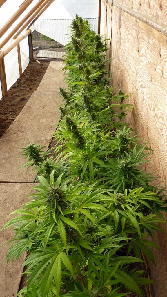 AutoFlowering Cannabis Plant