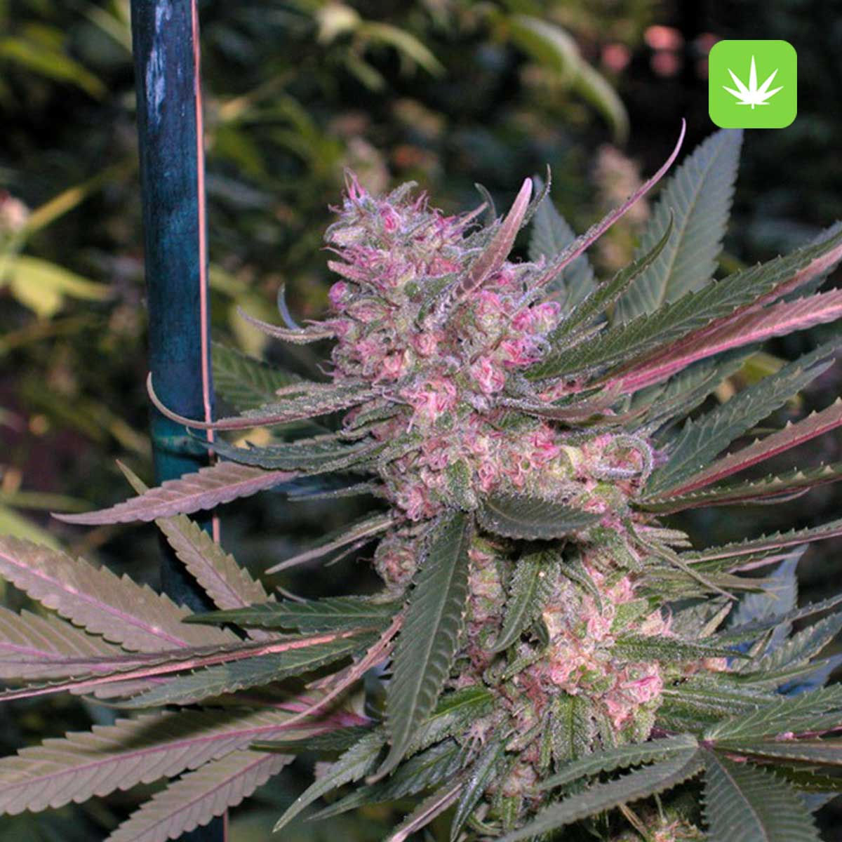Cotton Candy Kush (Hybrid) 2 Cotton Candy Kush (Hybrid) - Image 2