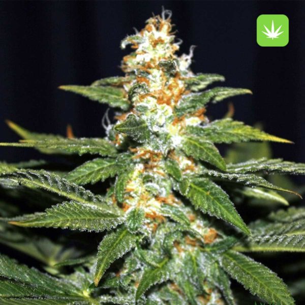 Hindu Skunk (Hybrid) 2 Hindu Skunk (Hybrid) - Image 2