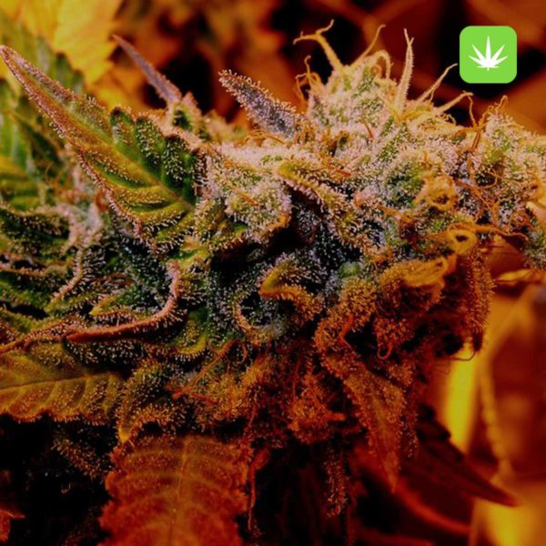 Ice Cream (Hybrid) 2 Ice Cream (Hybrid) - Image 2