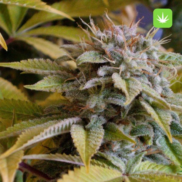 Mango Kush (Indica) 2 Mango Kush (Indica) - Image 2