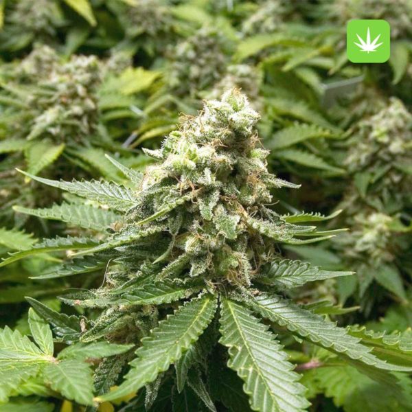 Moby Dick (Hybrid) 2 Moby Dick (Hybrid) - Image 2