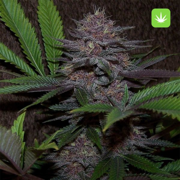 Purple Kush (Indica) 2 Purple Kush (Indica) - Image 2