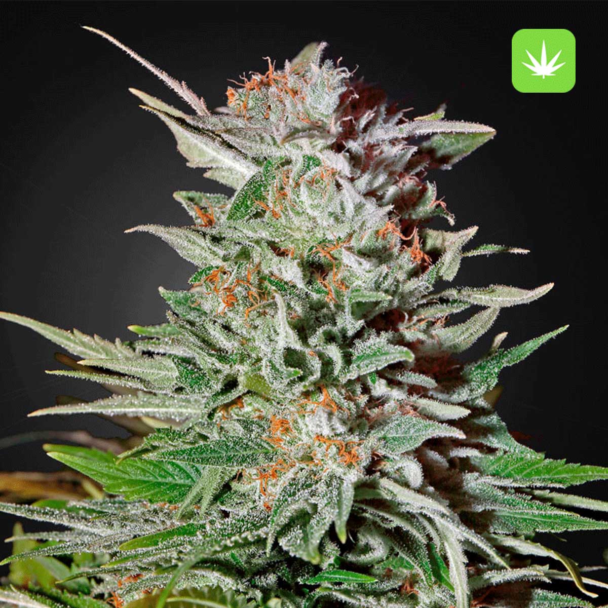 Super Lemon Haze (Hybrid) 2 Super Lemon Haze (Hybrid) - Image 2