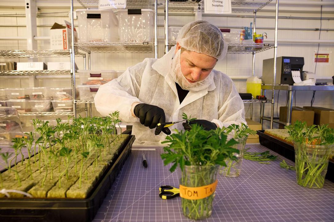 Sour OG 67 Sour OG - Image 67